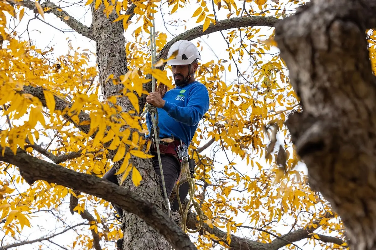 Skilled Tree Planting crew working in Marion
